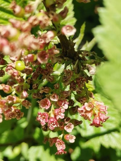 Ribes petraeum, photographed by Ljaž