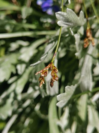 Carex ornithopoda, photographed by Ljaž