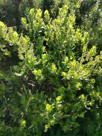 Salix waldsteiniana, photographed by Ljaž