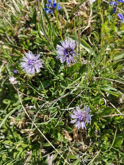 Globularia meridionalis, photographed by Ljaž