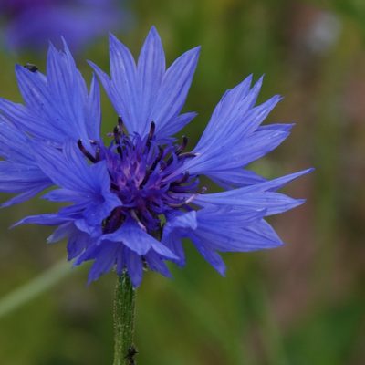 Centaurea cyanus, photographed by Jais Knudsen