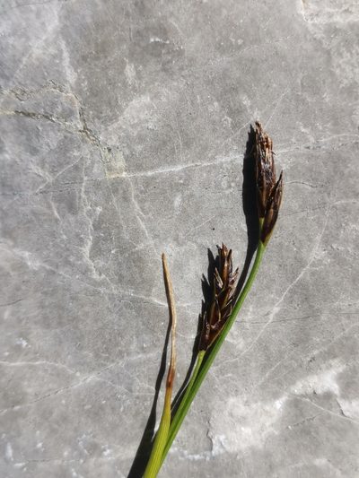 Carex kitaibeliana, photographed by Ljaž
