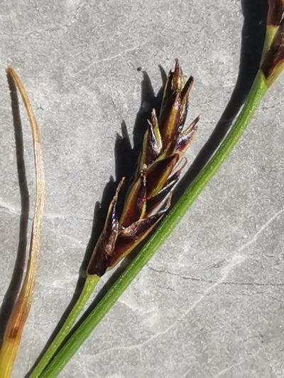 Carex kitaibeliana, photographed by Ljaž