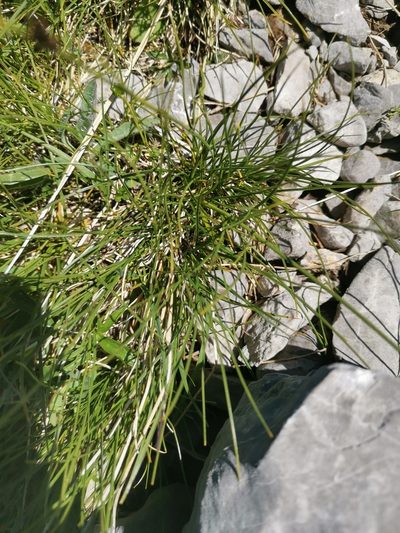 Carex kitaibeliana, photographed by Ljaž