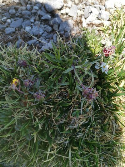 Edraianthus graminifolius, photographed by Ljaž