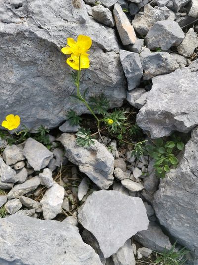Ranunculus carinthiacus, photographed by Ljaž