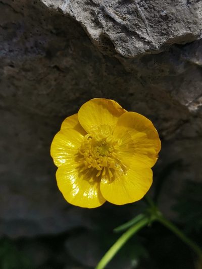 Ranunculus carinthiacus, photographed by Ljaž