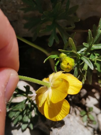 Ranunculus carinthiacus, photographed by Ljaž