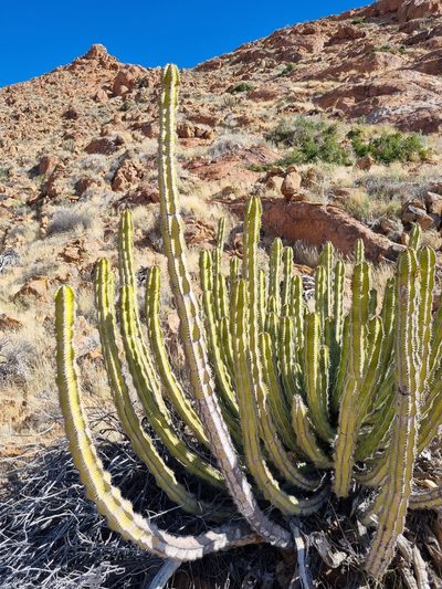 Euphorbia avasmontana, photographed by Marc Fradera-Soler