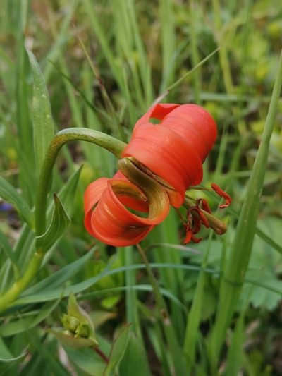 Lilium carniolicum, photographed by Ljaž