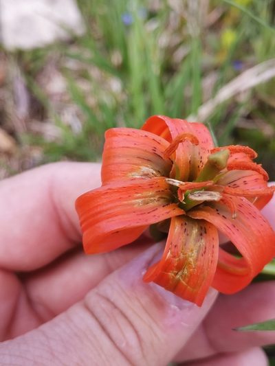 Lilium carniolicum, photographed by Ljaž