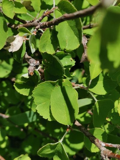 Spiraea cana, photographed by Ljaž
