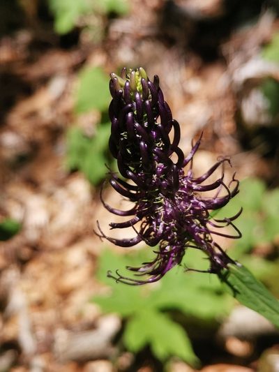 Phyteuma ovatum, photographed by Ljaž