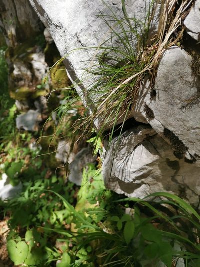 Carex brachystachys, photographed by Ljaž