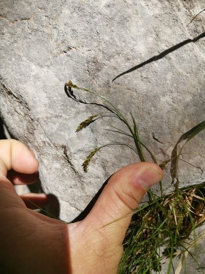 Carex brachystachys, photographed by Ljaž