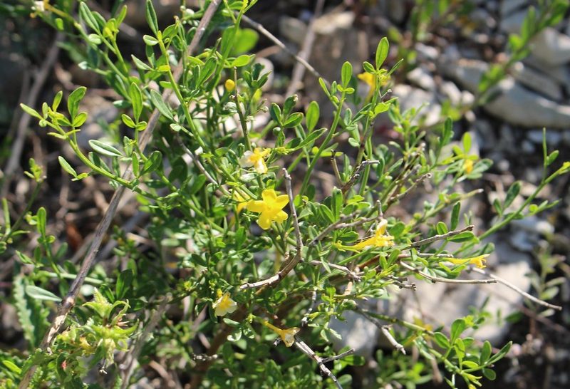 Chrysojasminum fruticans, photographed by Юрий Данилевский (Yuriy Danilevsky)