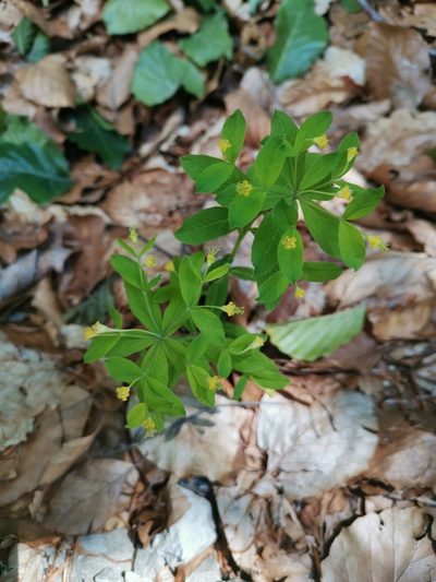 Euphorbia carniolica, photographed by Ljaž
