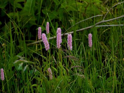 Persicaria bistorta, photographed by Petr Kouba