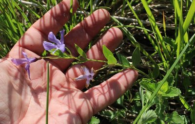 Vinca herbacea, photographed by Юрий Данилевский (Yuriy Danilevsky)