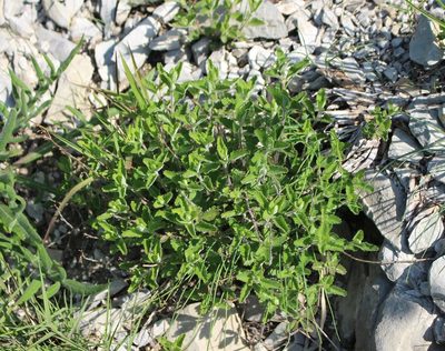 Teucrium chamaedrys, photographed by Юрий Данилевский (Yuriy Danilevsky)