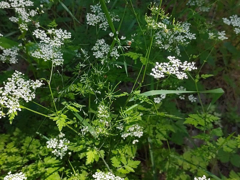 Chaerophyllum temulum, photographed by aga_l_