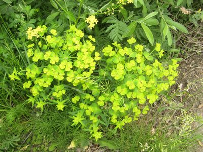 Euphorbia virgata, photographed by snaily_naily