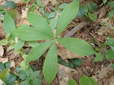 Medeola virginiana, photographed by Stan Rullman