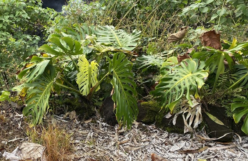 Monstera deliciosa, a living plant