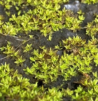 Hyophila involuta, photographed by Lexi Amico