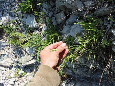 Agropyron cristatum, photographed by Юрий Данилевский (Yuriy Danilevsky)