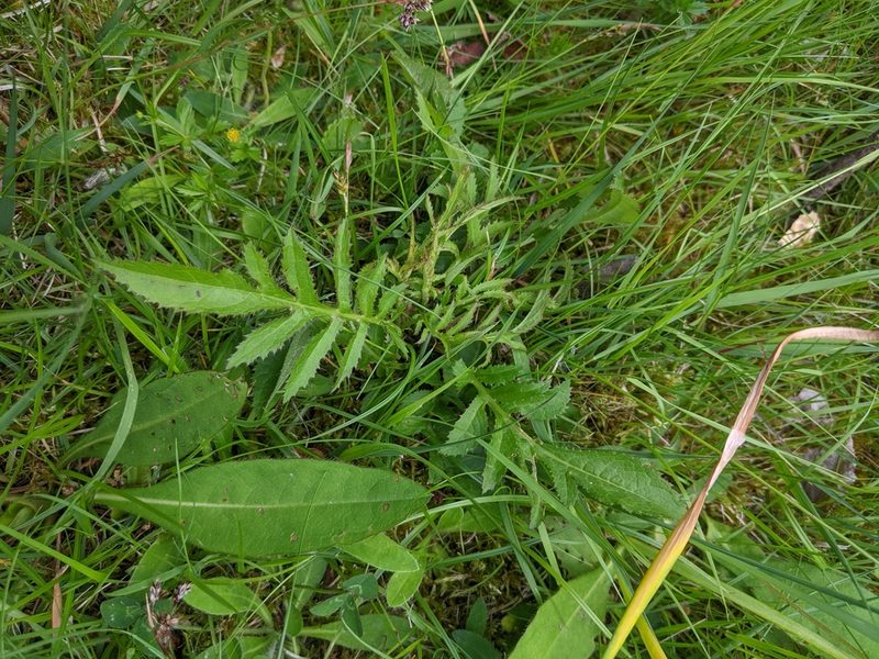 Serratula tinctoria, photographed by Piermario Maculan