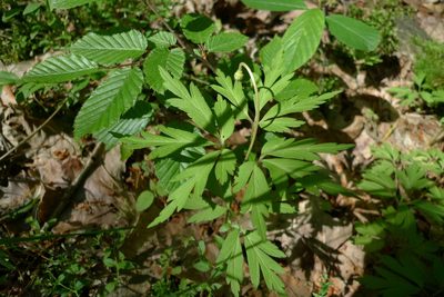 Anemonoides nemorosa