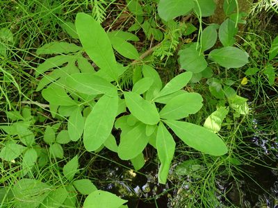 Lonicera oblongifolia, photographed by Reuven Martin