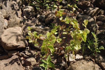 Vitis rupestris, photographed by Eric Knight