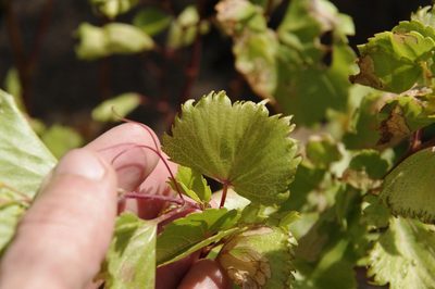 Vitis rupestris, photographed by Eric Knight