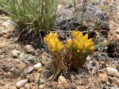 Sedum lanceolatum, photographed by Cecelia Alexander