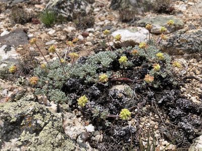 Eriogonum caespitosum, photographed by Cecelia Alexander