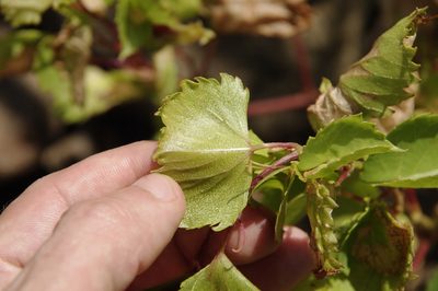 Vitis rupestris, photographed by Eric Knight