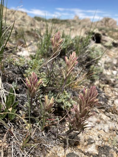 Castilleja pallescens, photographed by Cecelia Alexander