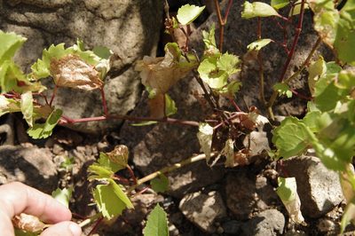 Vitis rupestris, photographed by Eric Knight