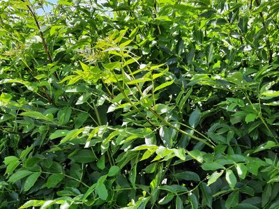 Fraxinus excelsior, photographed by Lisa Phipps