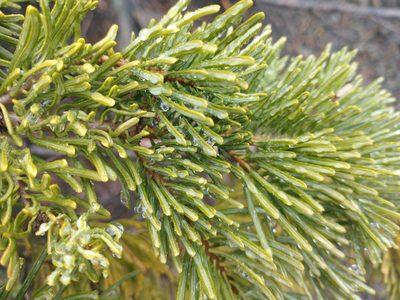 Abies concolor, photographed by Drew Meyer