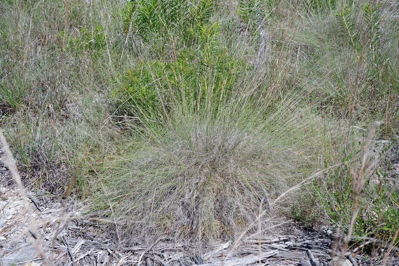 Muhlenbergia reverchonii, photographed by Bonnie Semmling