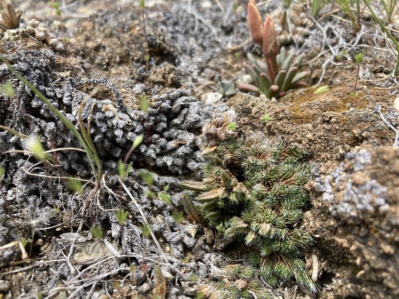 Pseudolycopodium densum, photographed by Cecelia Alexander