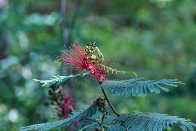 Calliandra houstoniana, photographed by Abraham A. Gómez Landero