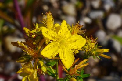 Hypericum perforatum, photographed by Thorsten Hackbarth