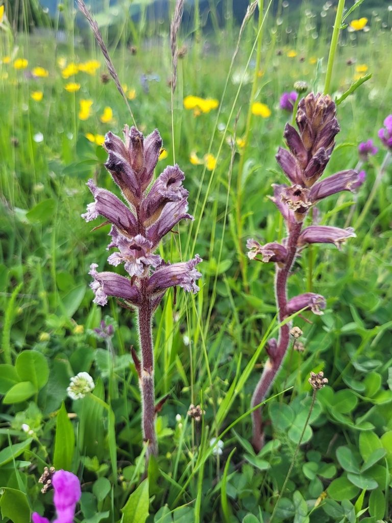 Orobanche owerinii, photographed by Jacek Pietruszewski