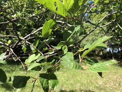 Frangula alnus, photographed by Jason Grant