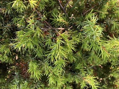 Juniperus communis, photographed by Jason Grant