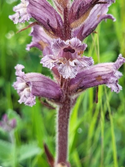 Orobanche owerinii, photographed by Jacek Pietruszewski